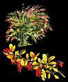 fleurs et nature (146)